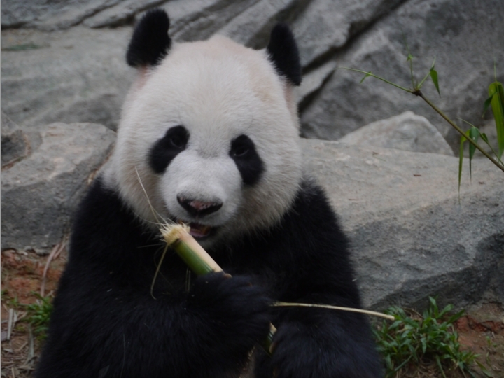 Zoo - Singapur